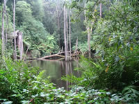 Our rainforest lake