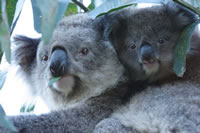 Koala and baby - courtesy Tourism Victoria