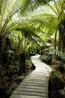 Rainforest boardwalks - photo by Rob Blackburn